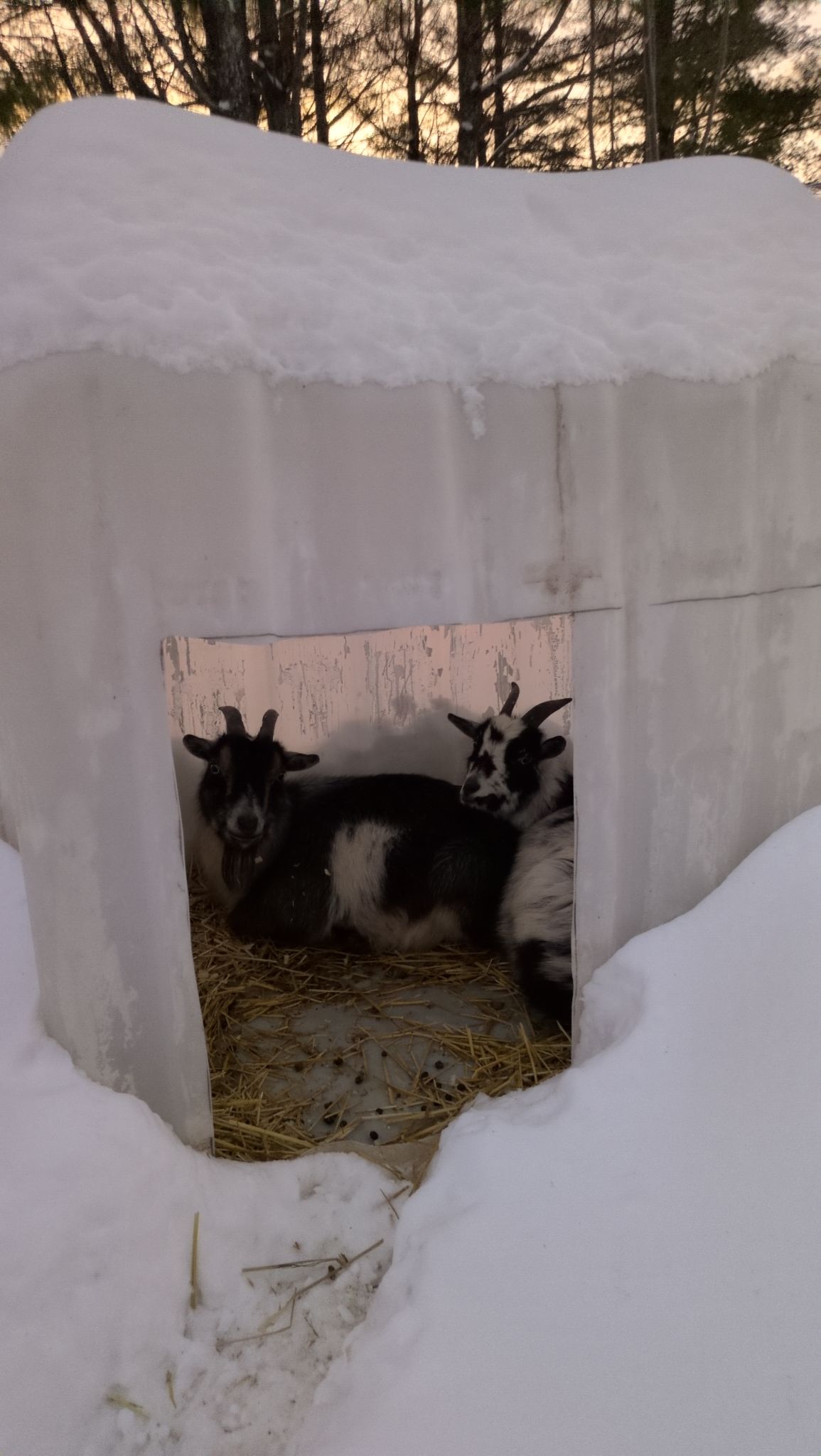 Goats in their huts with snow